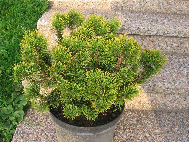 Pinus mugo Carstens